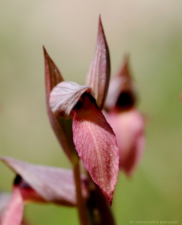 il meglio fiore 2008